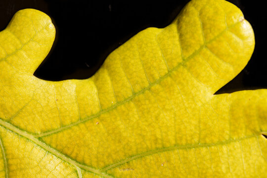 Yellow Oak Leaf Macro on Black Background