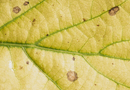 Yellowing Leaf Macro with Spots and Green Veins
