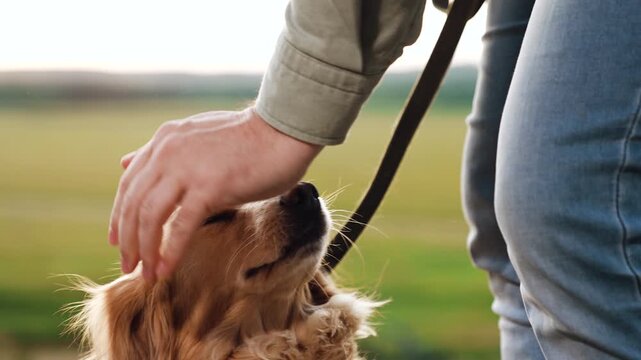 Man scratches cute cocker spaniel dog neck at walk in green park on summer day loving owner strokes dedicated dog resting in country park spaniel dog with owner in rural summer park closeup