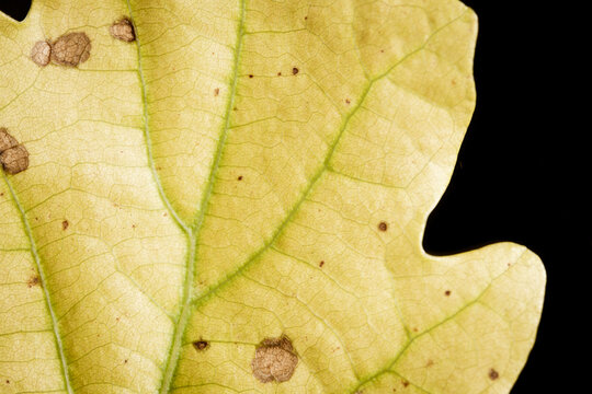 Spotted Yellow Oak Leaf Macro on Black Background