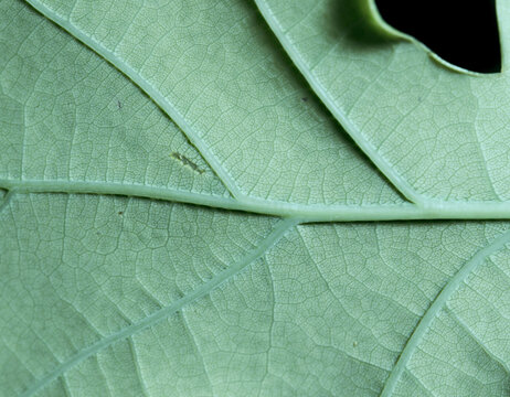 Pale Blue Green Leaf Underside Macro Texture