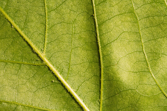 Green Leaf Underside Macro with Raised Veins