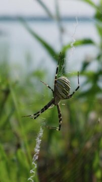 A striped wasp spider hangs motionless on its web with a distinct zig-zag silk pattern. Lush green foliage and a calm lake create a rich natural habitat in the background.