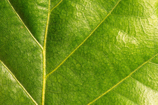 Glossy Green Leaf Macro with Branching Veins