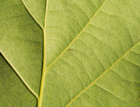 Pale Green Leaf Underside Macro Vein Network