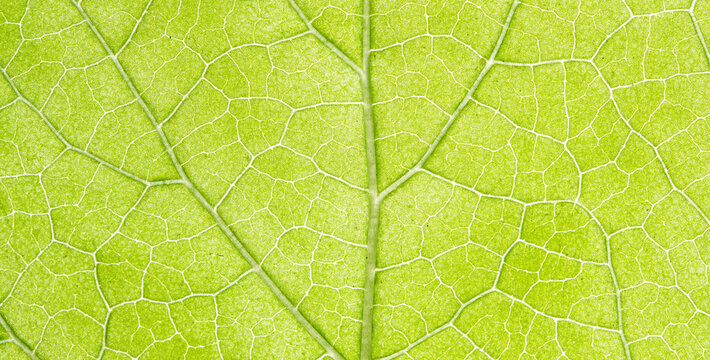 Pale Green Leaf Vein Texture Macro