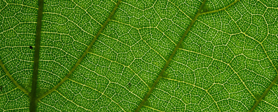 Dark Green Leaf Cellular Vein Macro