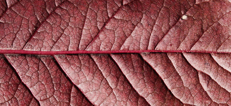 Red Leaf Underside Macro with Horizontal Midrib