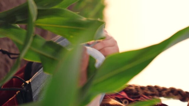 agriculture, child kid girl daughter farm, green leaves growing corn sprouts field sunset, child's hand touches green leaves corn sprouts, farming concept, child farm, eco fertile soil, kid child