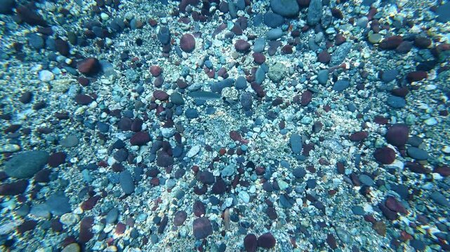Small fish swimming over shallow pebble seabed