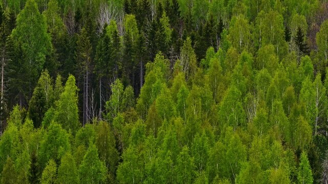 Aerial view of a dense forest featuring a mix of vibrant green deciduous trees and dark coniferous evergreens in Latvia.