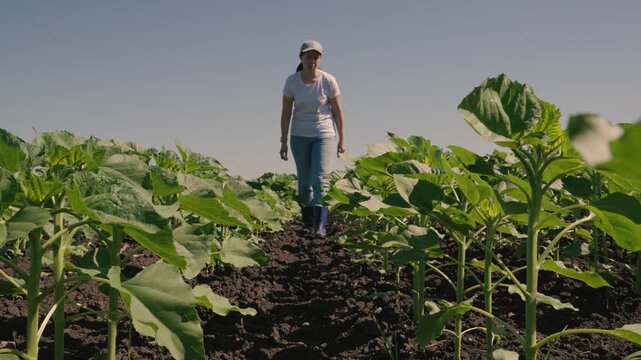farmer touches green leaf sunflower, farmer walks rubber boots along rows crops farm, agriculture, lifestyle agriculture business concept, boots, insects, agriculture green field, seeds, growing out