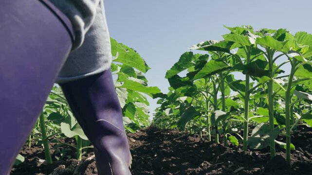 farmer touches green leaf sunflower, farmer walks rubber boots along rows crops farm, agriculture, agriculture lifestyle green field sprouts concept, leaf, green sunflower sprouts, sunflower, field