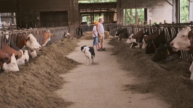 Farmer couple standing barn aisle between cow stalls feeding hay silage black white border collie dog working farm livestock dairy cattle agriculture rural life Germany family Agricultural business