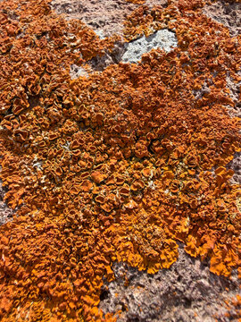 liquen color rojizo en una piedra roca almer&iacute;a IMG_5781-as26