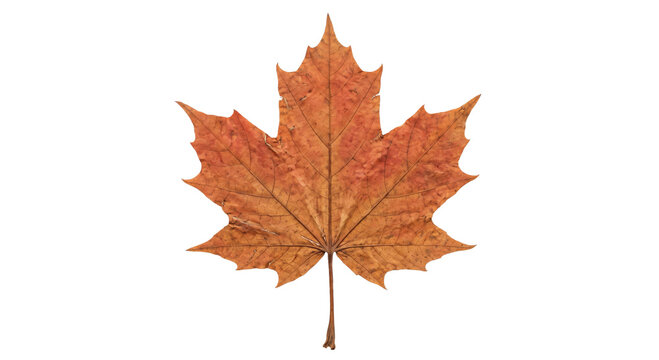 Single dried maple leaf with intricate veins isolated on a clean white background for design