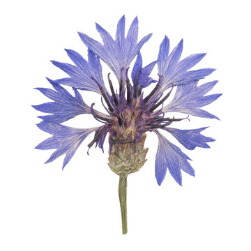 Single dried cornflower blossom isolated on white background for botanical design projects