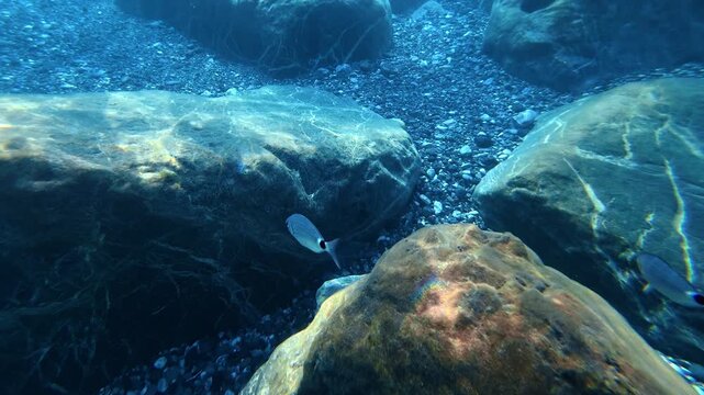 Small fish swimming among underwater rocks