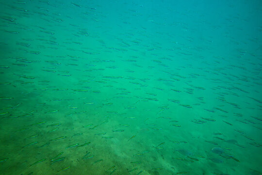 Banc de harengs ronds nains (Jenkinsia lamprotaenia) en eau peu profonde
