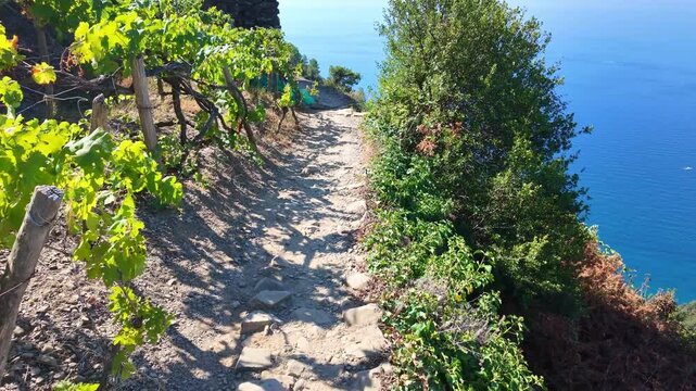 Vineyard path along cliff above blue sea. Cinque Terre