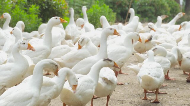 Large Flock of White Geese Standing on a Farm