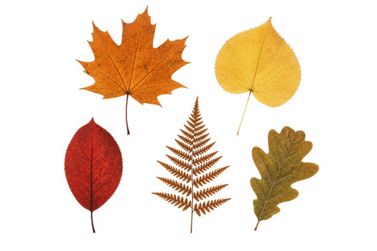 Collection of five distinct autumn leaves isolated on a clean white background for design