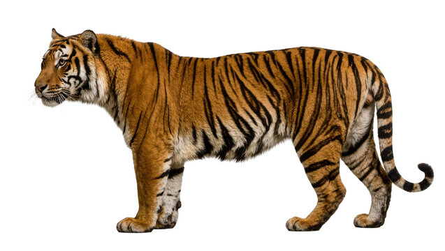 Majestic Bengal tiger with orange and black stripes, isolated on transparent background