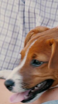 outdoor pet care, jack russell play, puppy leash adventure, pet wellness exercise, obedience training dog, dog breeding canine, joyful playful pup, pet companionship loyalty, puppy joyful play, pet