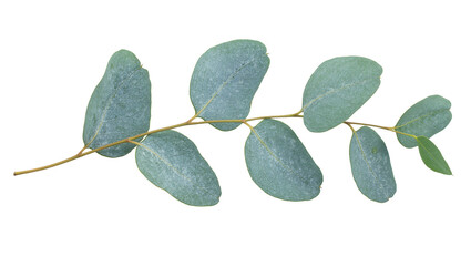 Eucalyptus branch with oval blue-green leaves, isolated on transparent background © PAPADOMUS