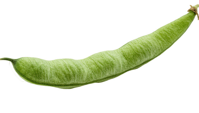 Single green lima bean pod with textured surface, isolated on transparent background