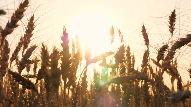 Dry yellow wheat field autumn seasonal landscape with bright sun light sunset sunrise sky closeup. Golden ripe rye meadow stem with grain fall agriculture harvest countryside nature sunny scenery