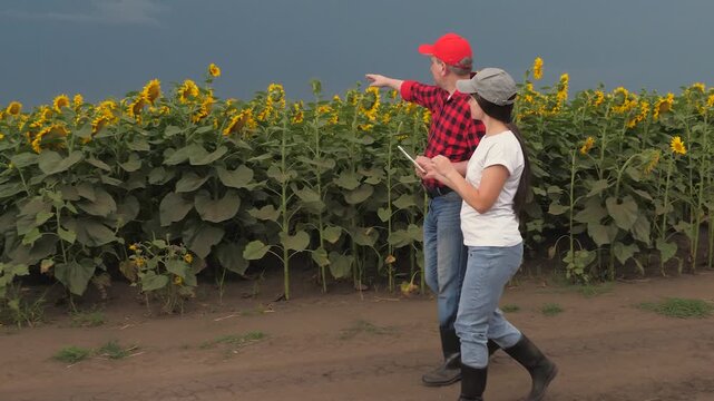 Agriculture, teamwork, business partner farmer agriculture, handshake sign of deal, harvest, fresh soil grow crops, two farmers digital tablet inspecting sunflower field, yellow flowers field
