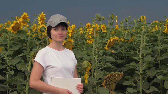 Agriculture, woman farmer smiling sunflowers background field, portrait woman farmer sunflowers flowers, agriculture concept, business woman, eco industry, woman with digital tablet smiling nature,