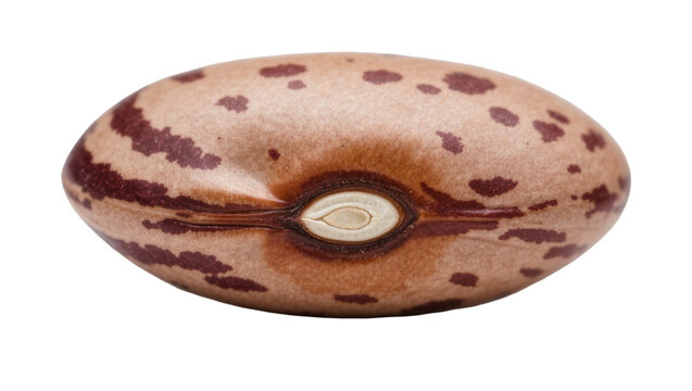 Single pinto bean with brown spots, isolated on transparent background