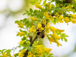 A bee collects nectar on a yellow acacia. Acacia tree branch with green leaves and yellow flowers. © Dmitrii Potashkin