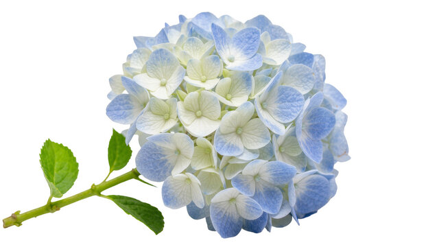 Delicate blue and white hydrangea flower with green stem and leaves, isolated on transparent background