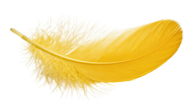 Single fluffy yellow feather, isolated on transparent background