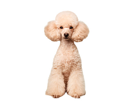 a cute poodle sitting