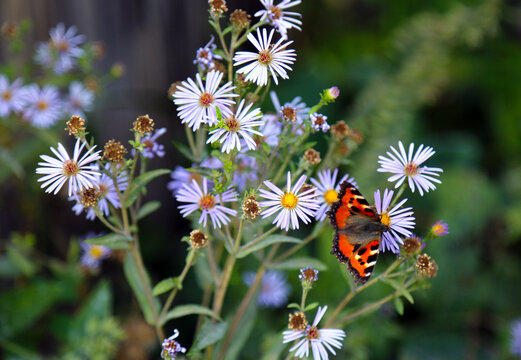 The urticaria butterfly is a bright orange color on a clear sunny day. Flora is the nature of a plant.