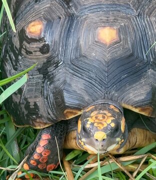 Redfoot Tortoise