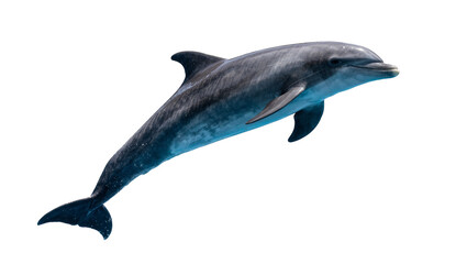 Gray dolphin swimming gracefully, isolated on transparent background © PAPADOMUS
