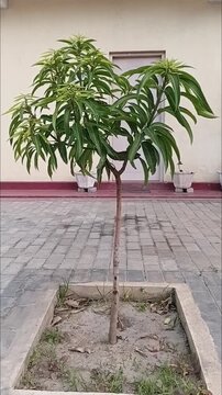 Vertical Mobile Format Video of Healthy Young Willard Mango Sapling Mangifera Indica Swaying in Breeze on Interlock Paved Courtyard