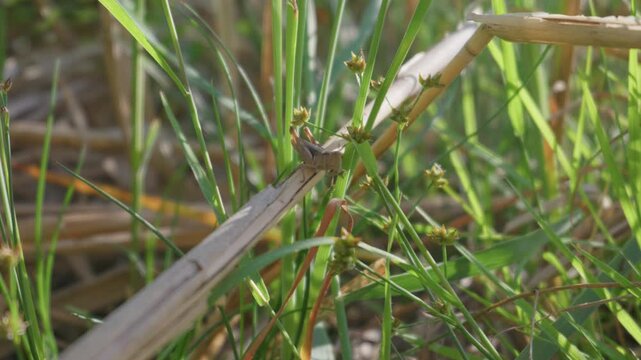 A small brown grasshopper rests quietly on a dry plant stalk in wild green grass. Bright natural sunlight illuminates the meadow habitat. Close framing captures fine insect details.