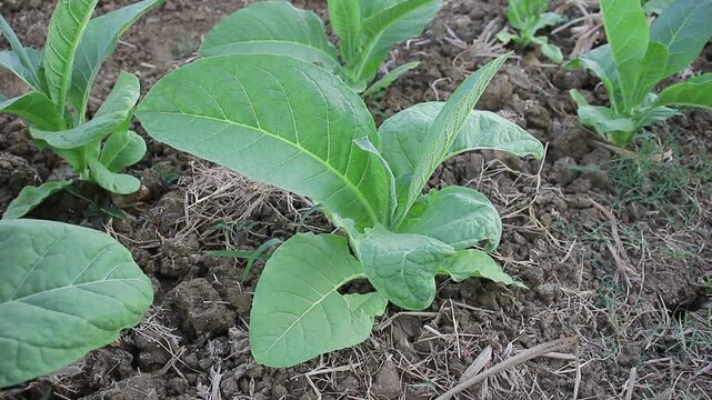 Lush green tobacco plants growing in a sunny field with broad leaves under a clear blue sky, showing vibrant agricultural crop growth