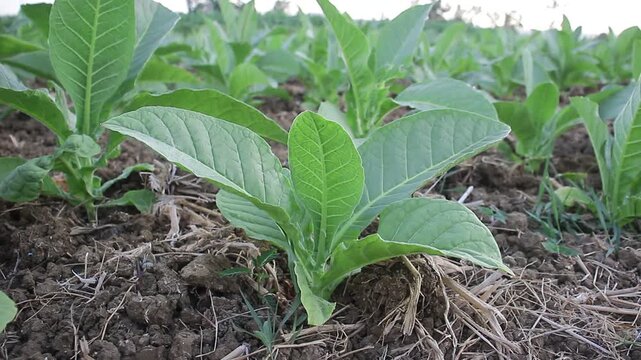 Lush green tobacco plants growing in a sunny field with broad leaves under a clear blue sky, showing vibrant agricultural crop growth