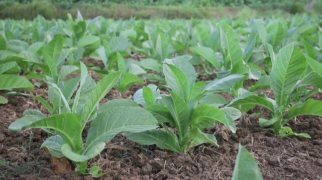 Lush green tobacco plants with broad leaves beneath a bright blue sky showcase the vibrant growth of the crop