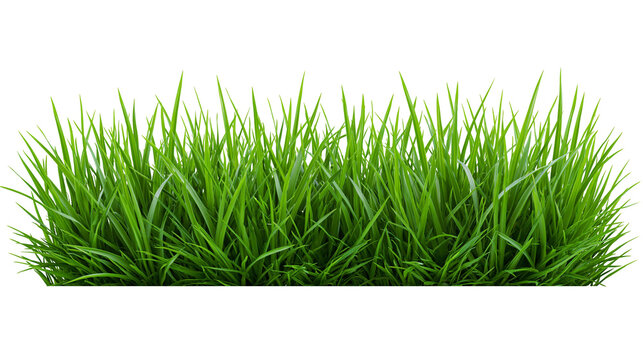 Lush green grass blades with dew drops, isolated on transparent background
