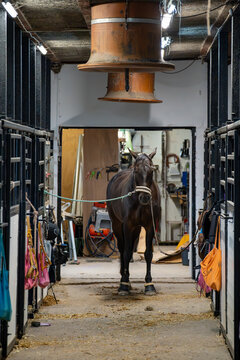 Brown horse stands alert inside a working stable aisle