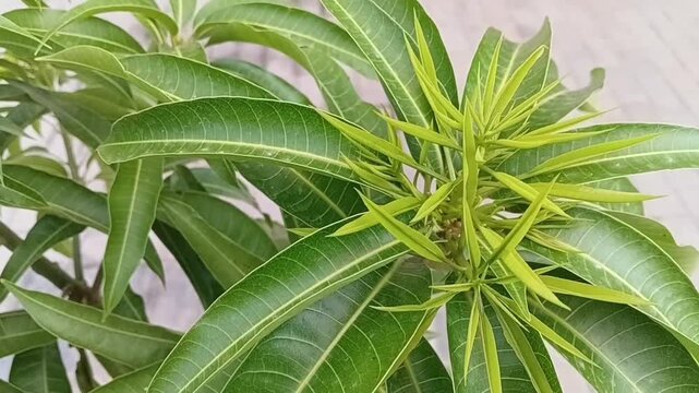 Horizontal Close Up Footage of Soft New Tender Shoots and Fresh Young Leaves on Willard Mango Sapling Mangifera Indica