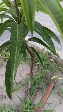 Vertical Zoom In Shot of Cleft Graft Union Wedge Graft on Grafted Willard Mango Sapling Stem Mangifera Indica